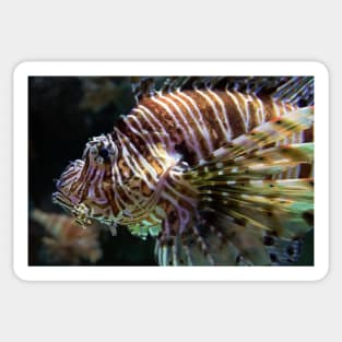 LION FISH Sticker